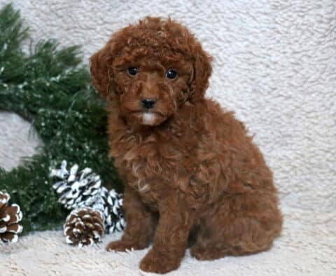 Violet Mini Poodle