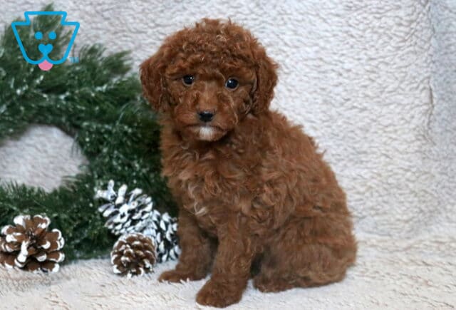 Violet Mini Poodle image