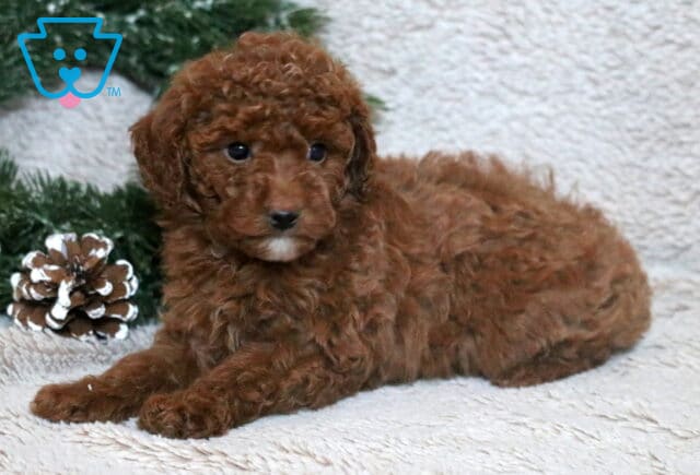 Violet Mini Poodle2 image