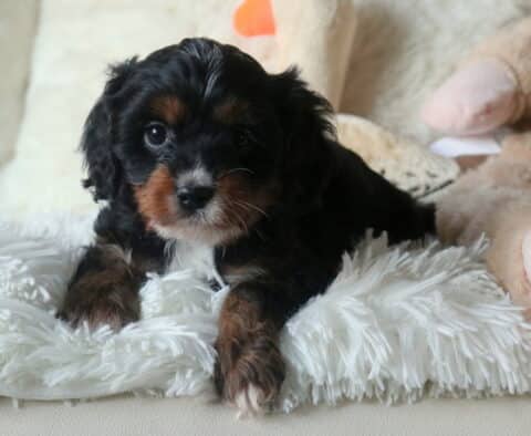 Wally Cavapoo