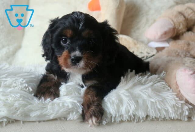Wally Cavapoo image