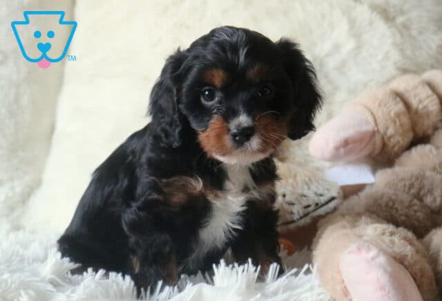 Wally Cavapoo2 image