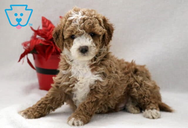 Brown and white Cockapoo puppy lying on a light studio surface with curly fur, posed beside a red decorative plant and looking gently toward the camera. image