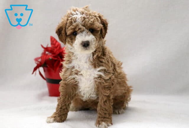 Fluffy brown and white Cockapoo puppy sitting upright on a neutral studio backdrop, with a red potted plant behind and a soft, curious look. image