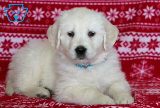 English Cream Golden Retriever puppy lying on a red holiday blanket with white snowflake patterns, featuring a fluffy cream coat, floppy ears, and a light blue collar. image