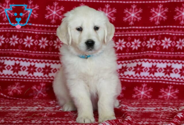 English Cream Golden Retriever puppy sitting on a red holiday blanket with white snowflake patterns, showing a fluffy cream coat, floppy ears, and a light blue collar. image