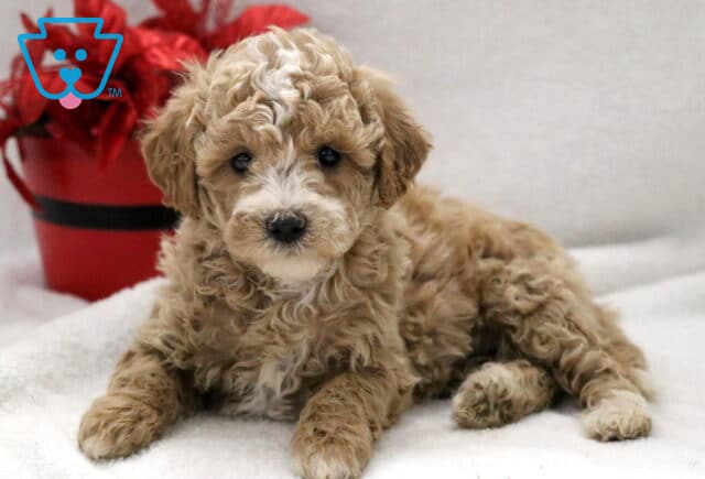 Washington Cockapoo image