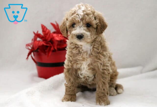 Washington Cockapoo2 image