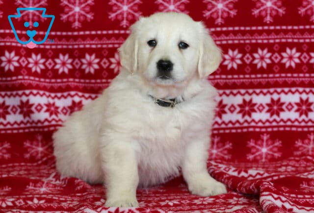English Cream Golden Retriever puppy sitting on a red snowflake-patterned blanket, featuring a fluffy cream coat, dark expressive eyes, floppy ears, and a small collar in a festive holiday setting. image