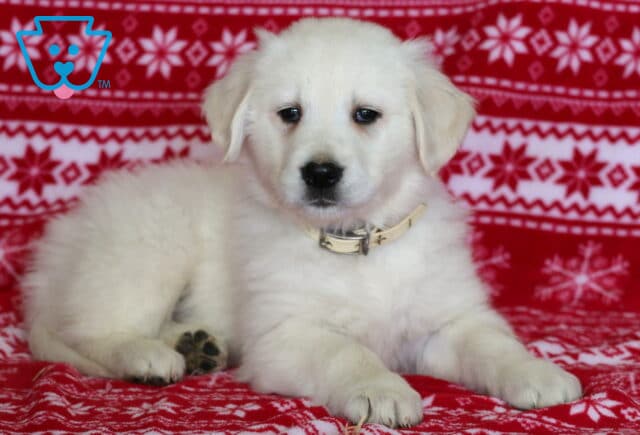 English Cream Golden Retriever puppy lying on a red winter-themed blanket with white snowflake patterns, featuring a fluffy light cream coat, dark eyes, floppy ears, and a pale collar. image