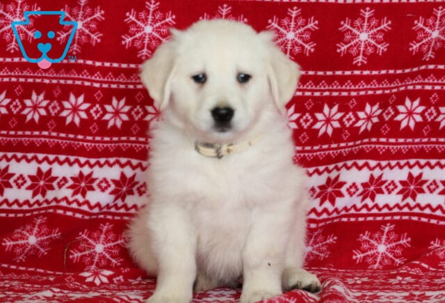 English Cream Golden Retriever puppy sitting upright on a red snowflake-patterned blanket, showing a fluffy cream-colored coat, dark eyes, floppy ears, and a light collar for a festive holiday photo. image