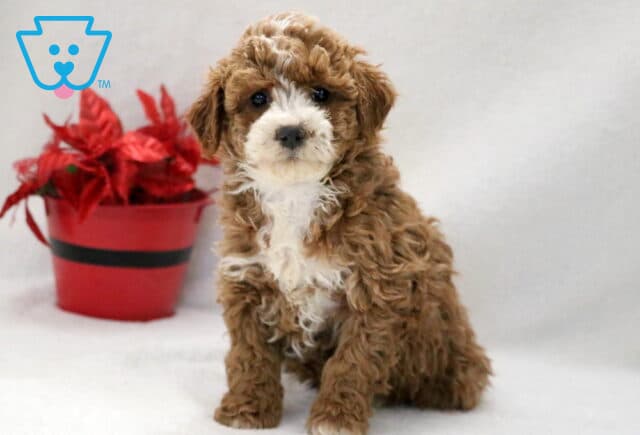 Whiskers Cockapoo image