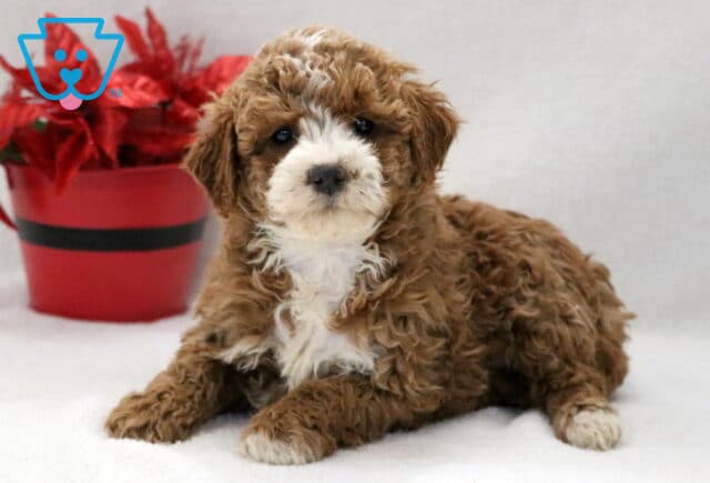 Whiskers Cockapoo2 image