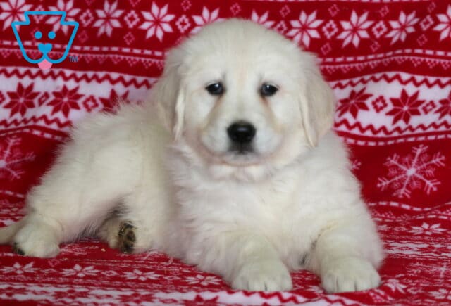 English Cream Golden Retriever puppy lying down on a red snowflake-patterned blanket, showing a plush cream-colored coat, floppy ears, dark expressive eyes, and a sweet, relaxed pose in a festive studio setting. image