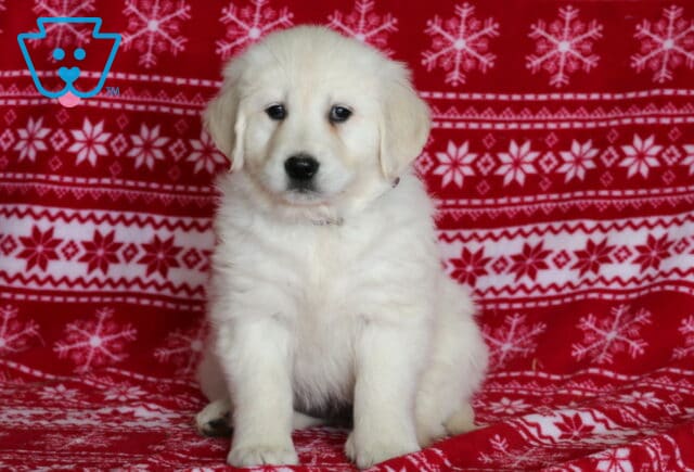 English Cream Golden Retriever puppy sitting upright on a red snowflake-patterned blanket, featuring a fluffy cream coat, soft floppy ears, dark round eyes, and a calm, attentive expression in a festive studio photo. image