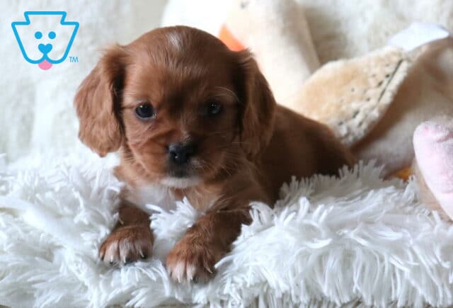 Wiggy Cavapoo image