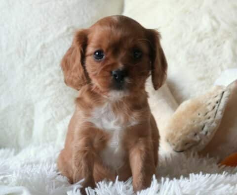 Wiggy Cavapoo2