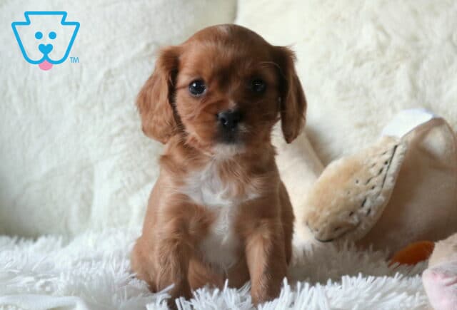 Wiggy Cavapoo2 image