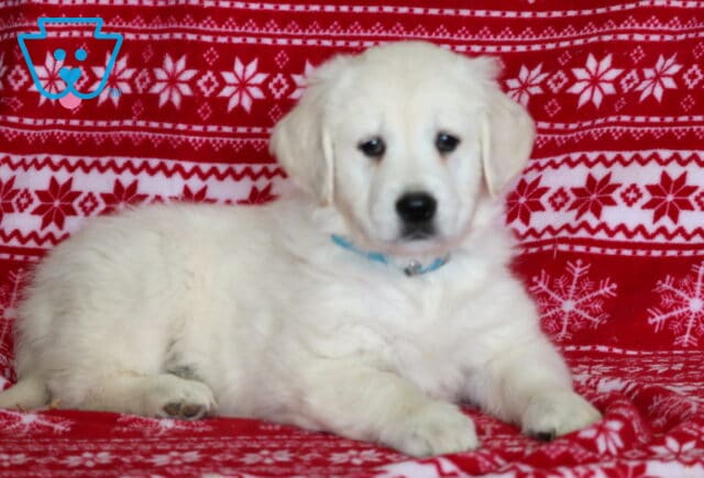 English Cream Golden Retriever puppy lying on a red snowflake-patterned blanket, showing a fluffy light-cream coat, floppy ears, dark expressive eyes, and a soft blue collar in a cozy holiday photo setup. image