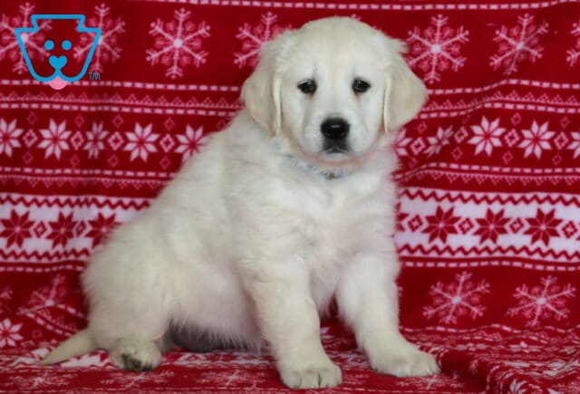 English Cream Golden Retriever puppy sitting upright on a red snowflake-patterned blanket, featuring a plush cream-colored coat, floppy ears, dark gentle eyes, and a light blue collar in a festive holiday setting. image