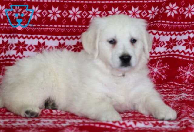 English Cream Golden Retriever puppy lying comfortably on a red snowflake-patterned blanket, showcasing a fluffy cream coat, soft floppy ears, dark expressive eyes, and a calm, sweet expression in a festive holiday setting. image