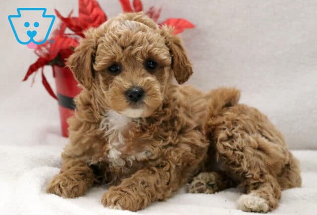 Winks Cockapoo image