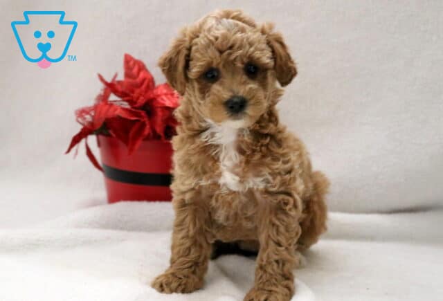 Winks Cockapoo2 image