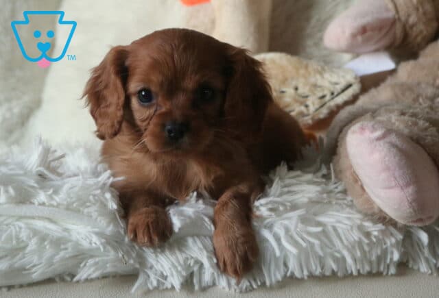 Winnie Cavapoo image