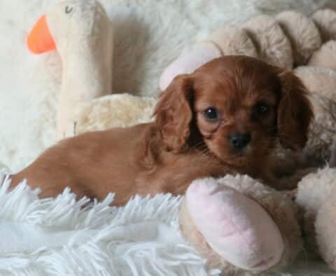 Winnie Cavapoo2