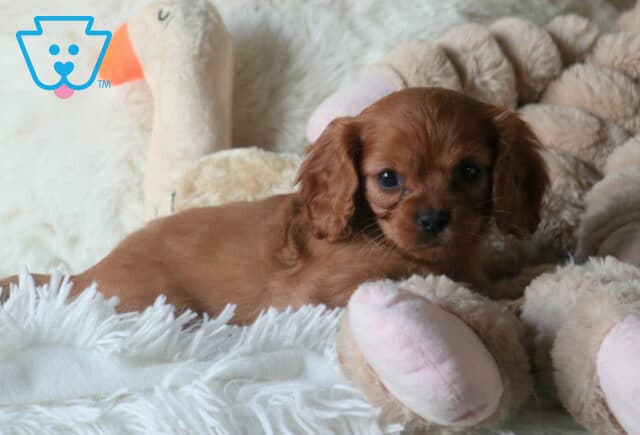 Winnie Cavapoo2 image