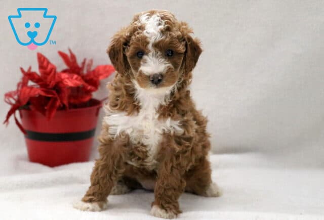 Winnie Cockapoo image