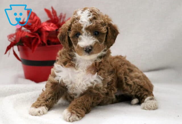 Winnie Cockapoo2 image