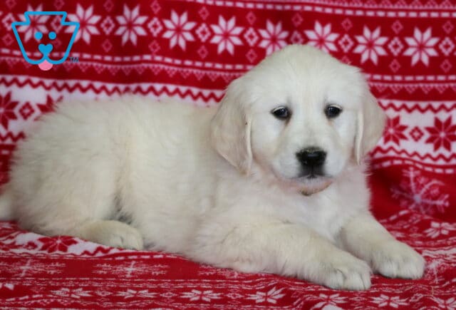 English Cream Golden Retriever puppy resting on a red snowflake-patterned blanket, featuring a fluffy cream coat, floppy ears, dark expressive eyes, and a relaxed holiday portrait pose. image
