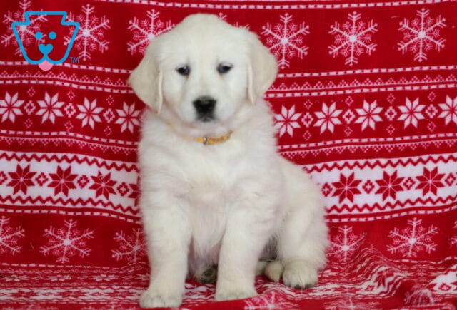 English Cream Golden Retriever puppy sitting upright on a red snowflake-patterned blanket, showcasing a plush cream coat, floppy ears, dark eyes, and a sweet, calm holiday portrait expression. image