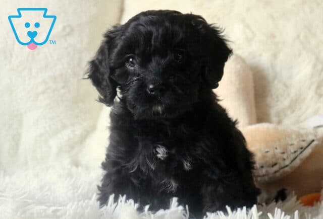 Winter Cavapoo image