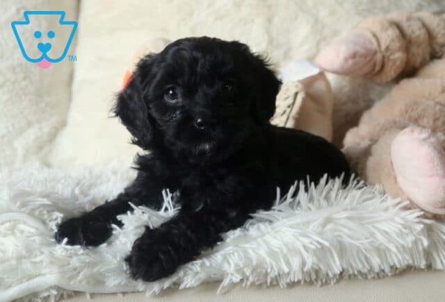 Winter Cavapoo2 image