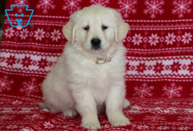 English Cream Golden Retriever puppy sitting on a red snowflake-patterned blanket, featuring a fluffy cream-colored coat, floppy ears, dark eyes, and a gentle, calm expression in a festive studio setting. image