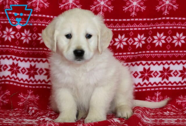 Wizard Golden2 image