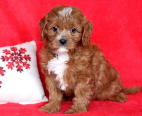 Zachary Cavapoo