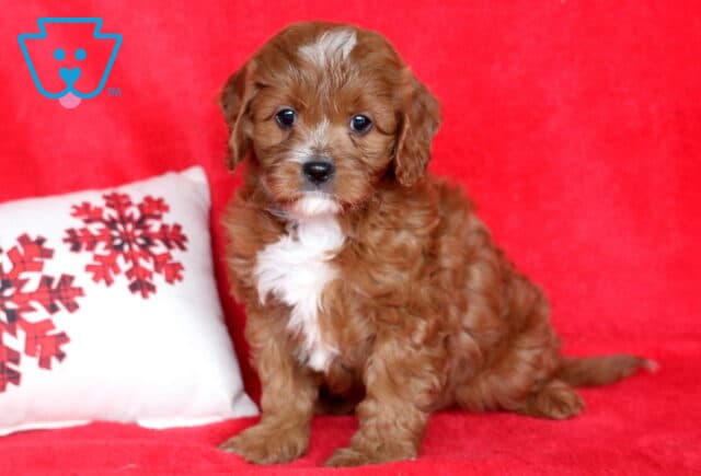 Zachary Cavapoo image