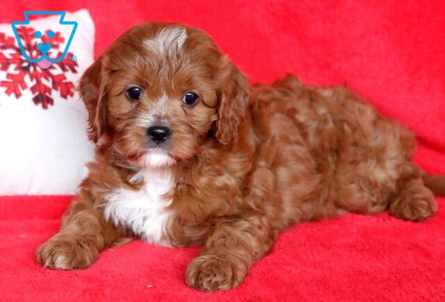 Zachary Cavapoo2 image