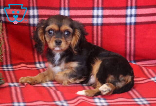 Zane Cavalier2 image