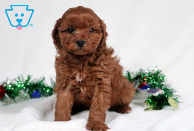 Zane Cavapoo image