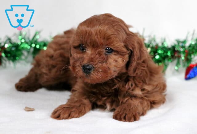 Zane Cavapoo2 image
