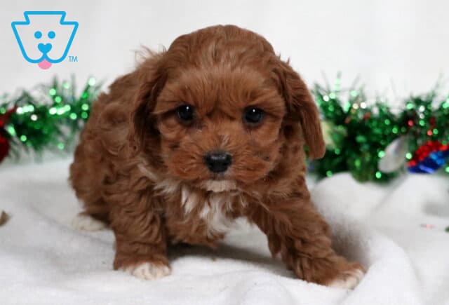 Ziggy Cavapoo image