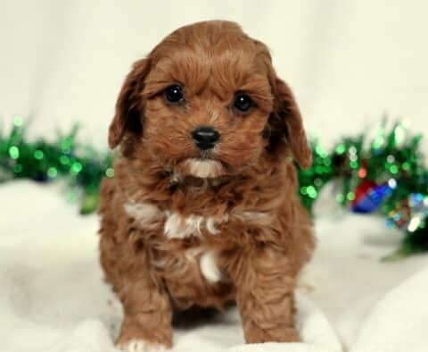 Ziggy Cavapoo2