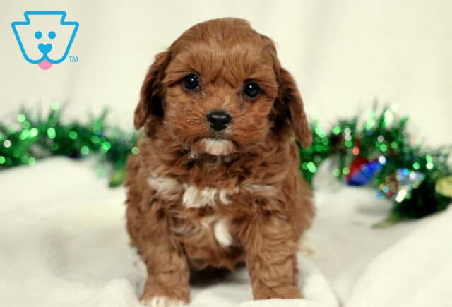 Ziggy Cavapoo2 image