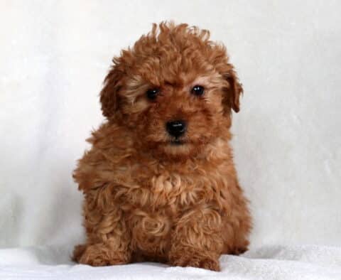 Ziggy Mini Poodle