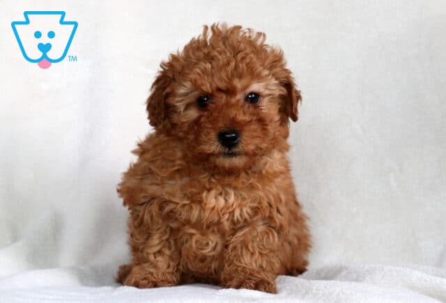 Ziggy Mini Poodle image