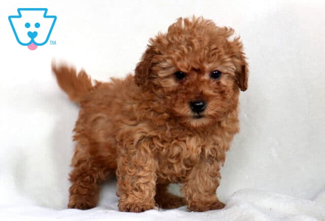 Ziggy Mini Poodle2 image